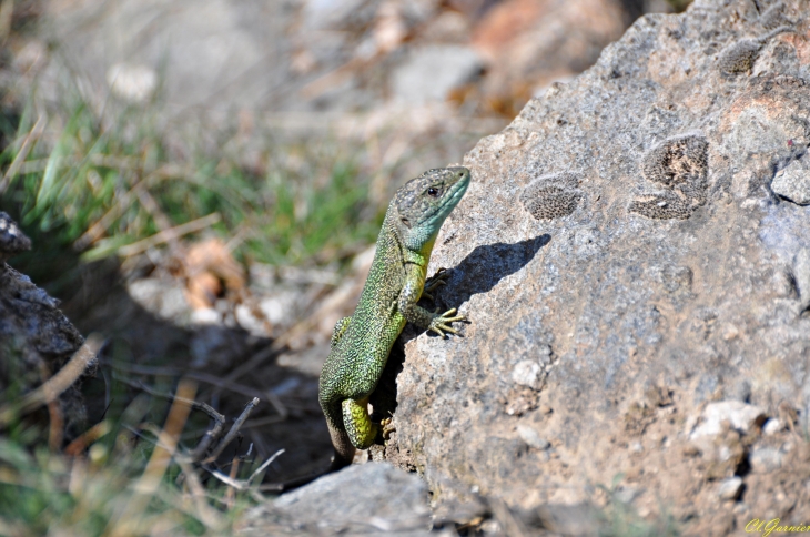 Lézard vert - Montandré - Hermillon