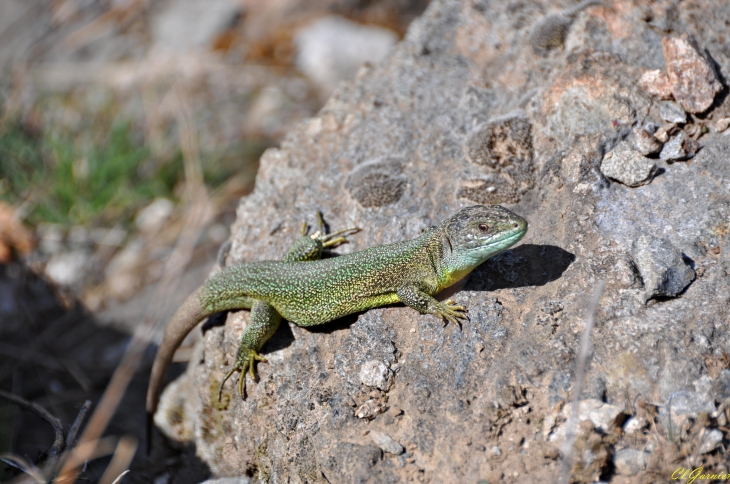 Lézard vert - Montandré - Hermillon