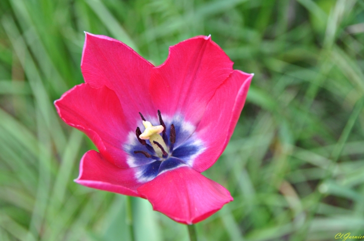 Endémique - Tulipe de Montandré - Hermillon