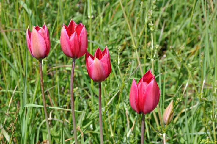 Endémique - Tulipe de Montandré - Hermillon