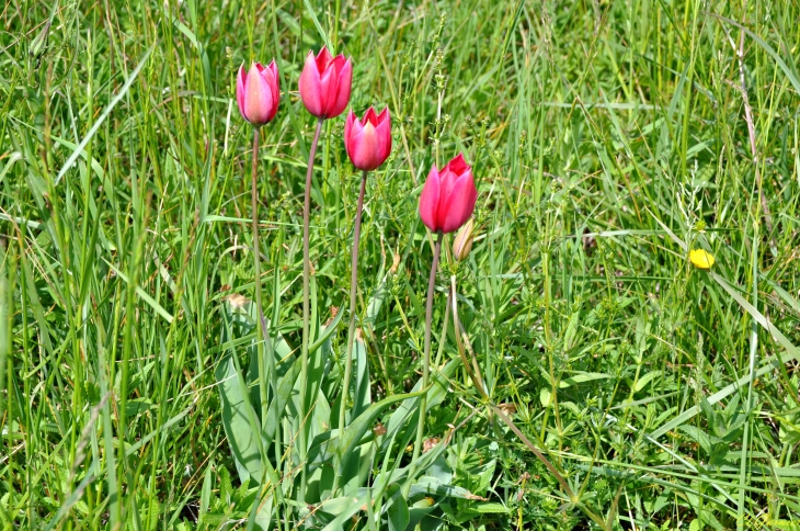 Endémique - Tulipe de Montandré - Hermillon