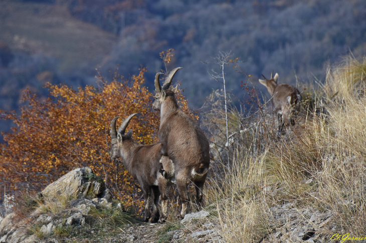 Saison du Rut - Montandré - Hermillon