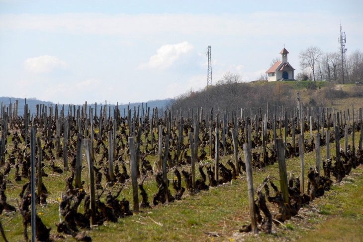 Vignoble - Jongieux