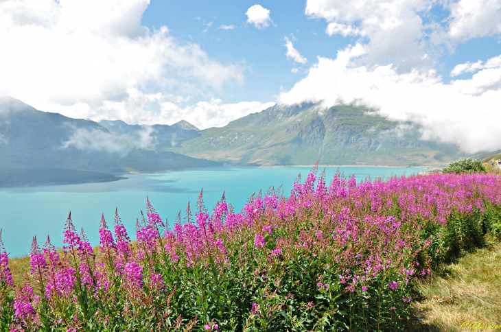 Epilobe en épi - Lac du Mont-Cenis - Lanslebourg-Mont-Cenis