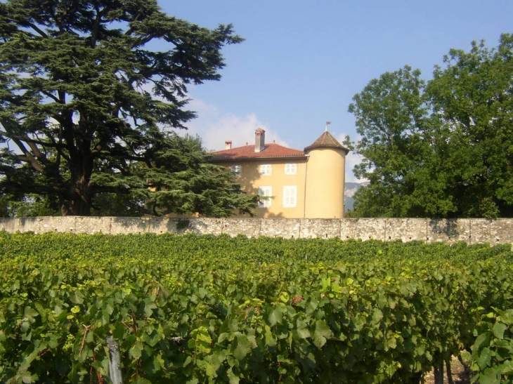 Le chateau de la violette et les vignes - Les Marches