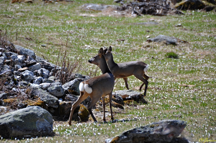 Chevreuils - Parc National de la Vanoise - L'Orgère - Modane