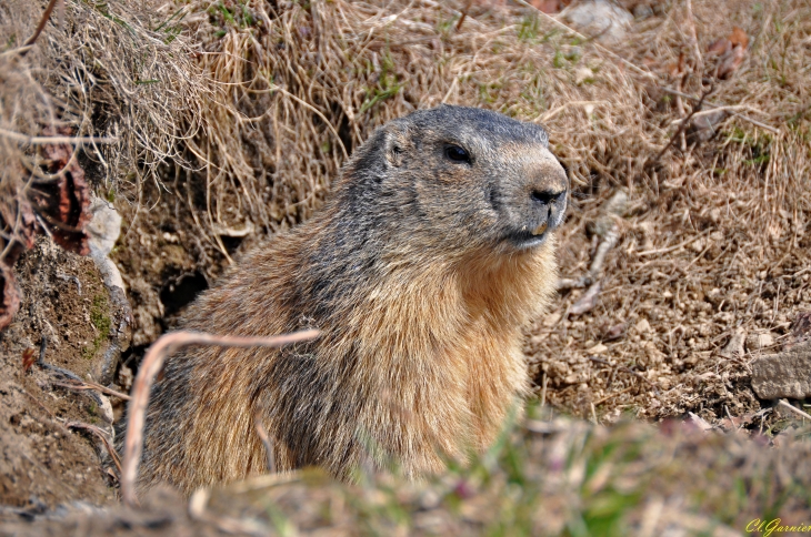 Marmotte - Mon plus beau profil - Montricher-Albanne