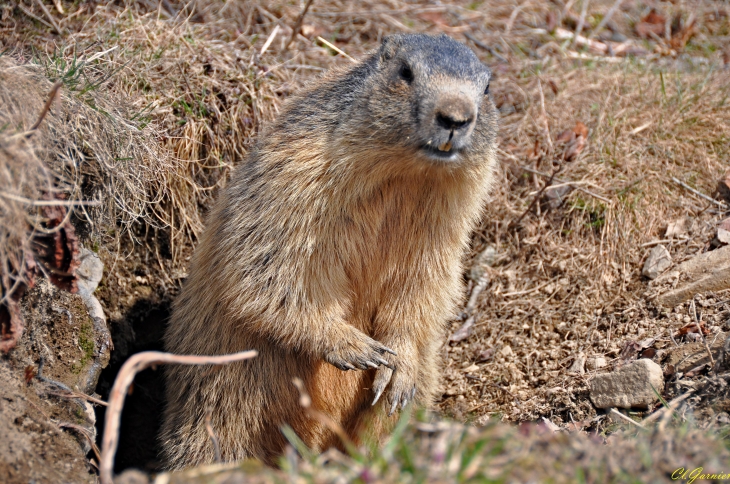 Marmotte - Pose de Midi - Montricher-Albanne