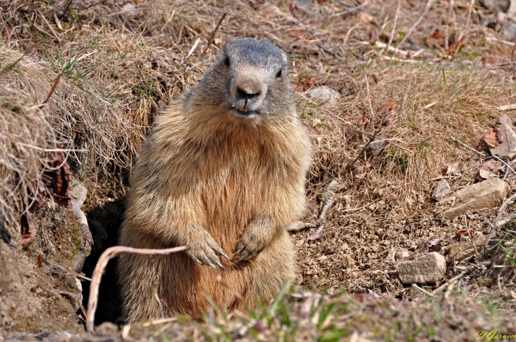 Marmotte - Je pose pour commune.com - Montricher-Albanne