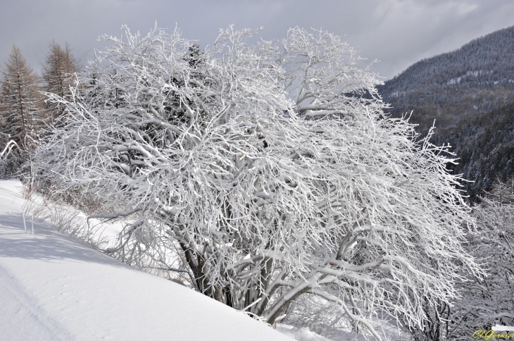 Station des Karellis-arbre-a-proximite-d-un-canon-a-neige - Montricher-Albanne