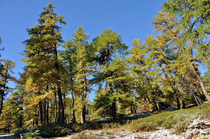 Forêt de mélèzes - Montricher-Albanne