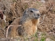 Photo suivante de Montricher-Albanne Marmotte - Mon plus beau profil