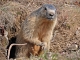 Photo suivante de Montricher-Albanne Marmotte - Pose de Midi