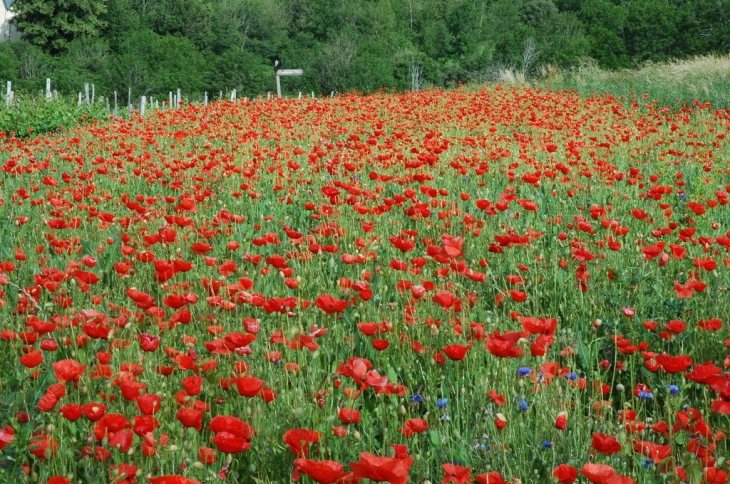 Champ de coquelicots - Montvernier