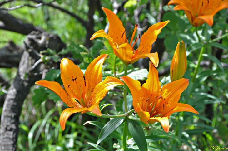 Lys orangé - Montvernier