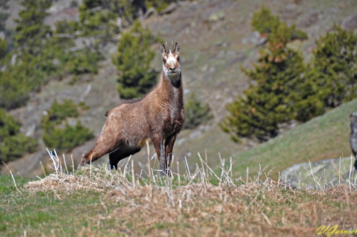 Chamois - Orelle