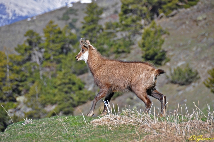 Chamois - Orelle