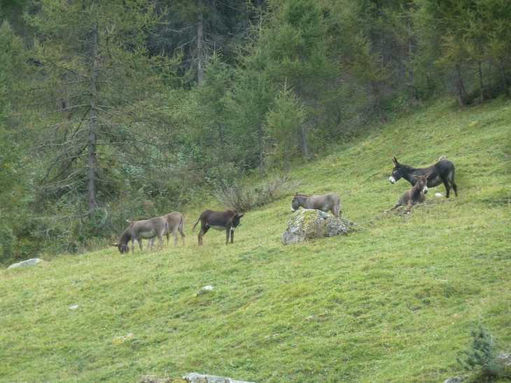 ROSUEL : ânes - Peisey-Nancroix