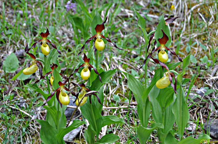 Sabot de Vénus double - Pontamafrey-Montpascal