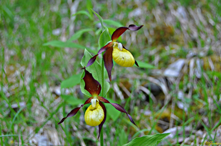 Sabot de Vénus double - Pontamafrey-Montpascal