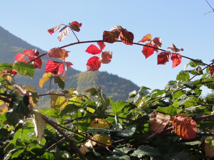 Feuilles d'automne au Bouchet - Randens