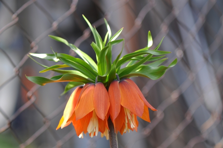 Fritillaire Imperialis - Saint-Jean-de-Maurienne