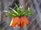 Photo précédente de Saint-Jean-de-Maurienne Fritillaire Imperialis