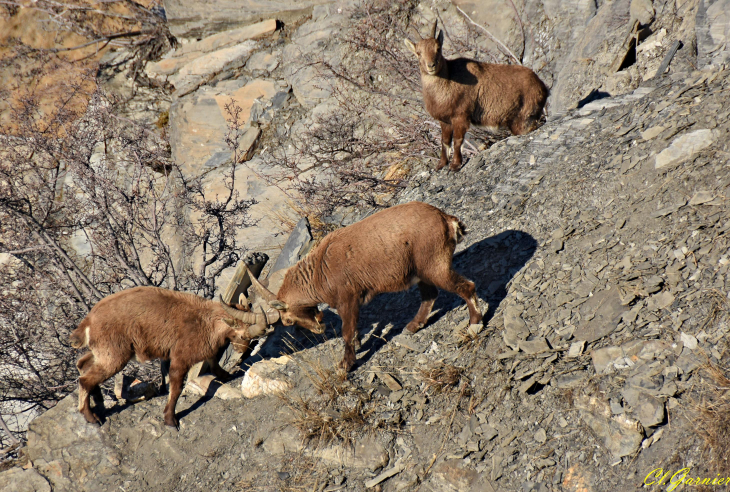 Bouquetins à la Pointe de Char d'Osset - Saint-Julien-Mont-Denis