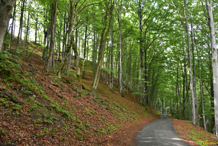 Route de la Planchette - Saint-Martin-de-la-Porte