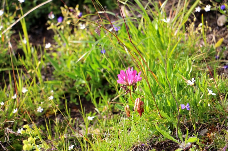 Petites fleurs de montagne au col de la Croix de Fer. - Saint-Sorlin-d'Arves