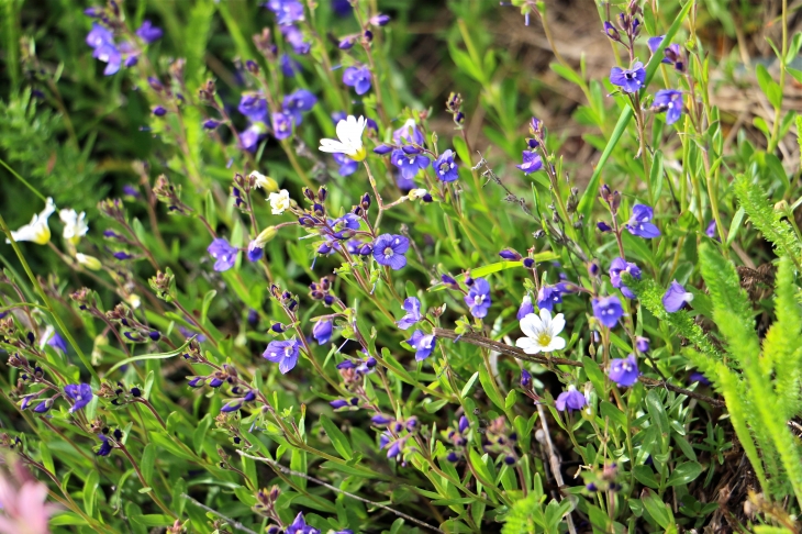 Petites fleurs de montagne au col de la Croix de Fer. - Saint-Sorlin-d'Arves