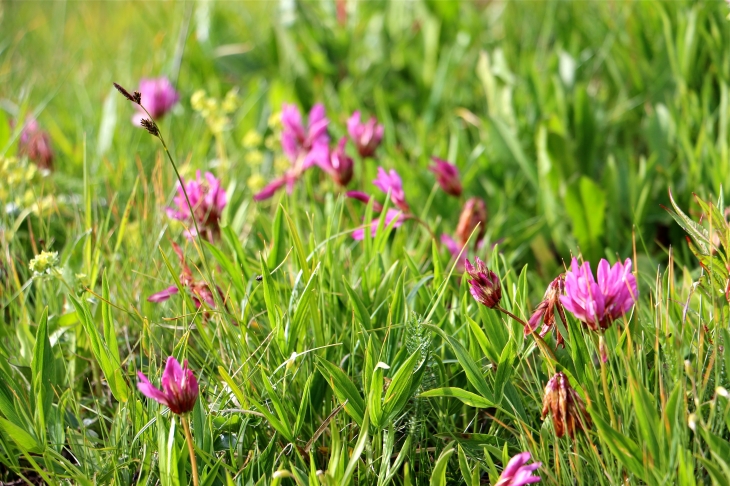 Petites fleurs de montagne au col de la Croix de Fer. - Saint-Sorlin-d'Arves