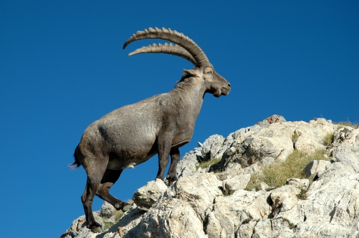 Bouquetin - Valloire