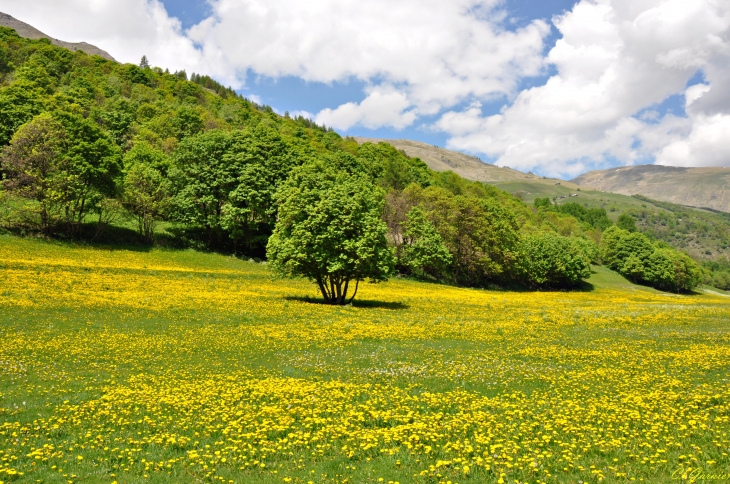 Golf - les Verneys - Valloire