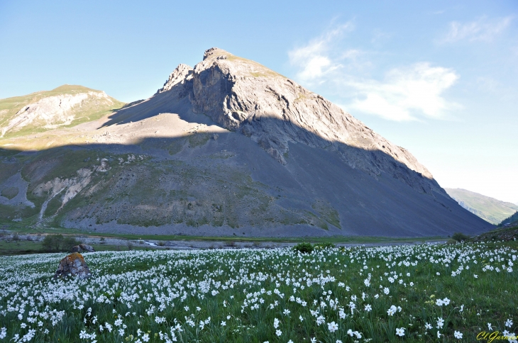 Narcisses - La Haute Paré - Valloire