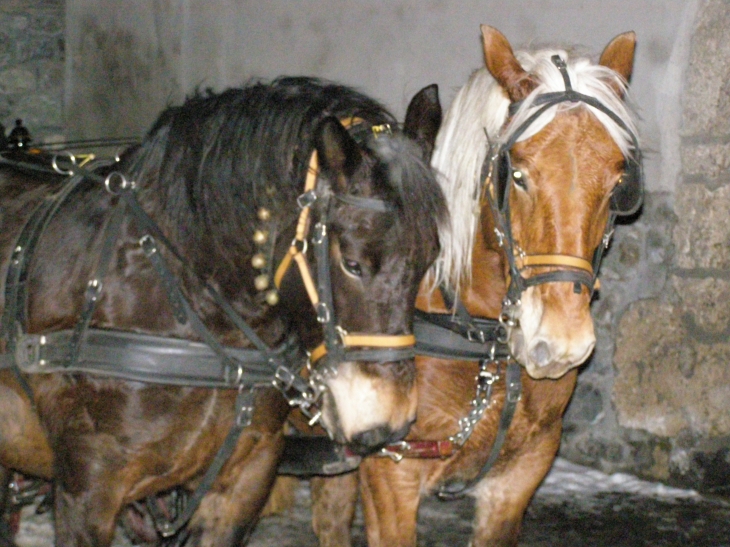 Les chevaux de la calèche parcourant le village pour le plus grand plaisir des touristes - Valloire