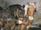 Photo suivante de Valloire Les chevaux de la calèche parcourant le village pour le plus grand plaisir des touristes