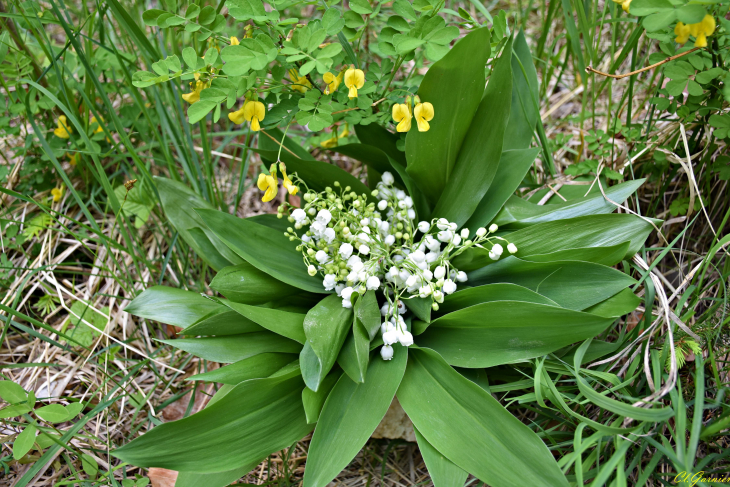 Muguet sauvage - Charvin - Villarembert