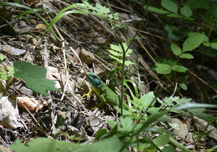 Lézard Vert - Charvin - Villarembert