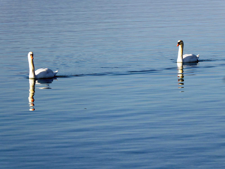 Le lac du Bourget - Viviers-du-Lac